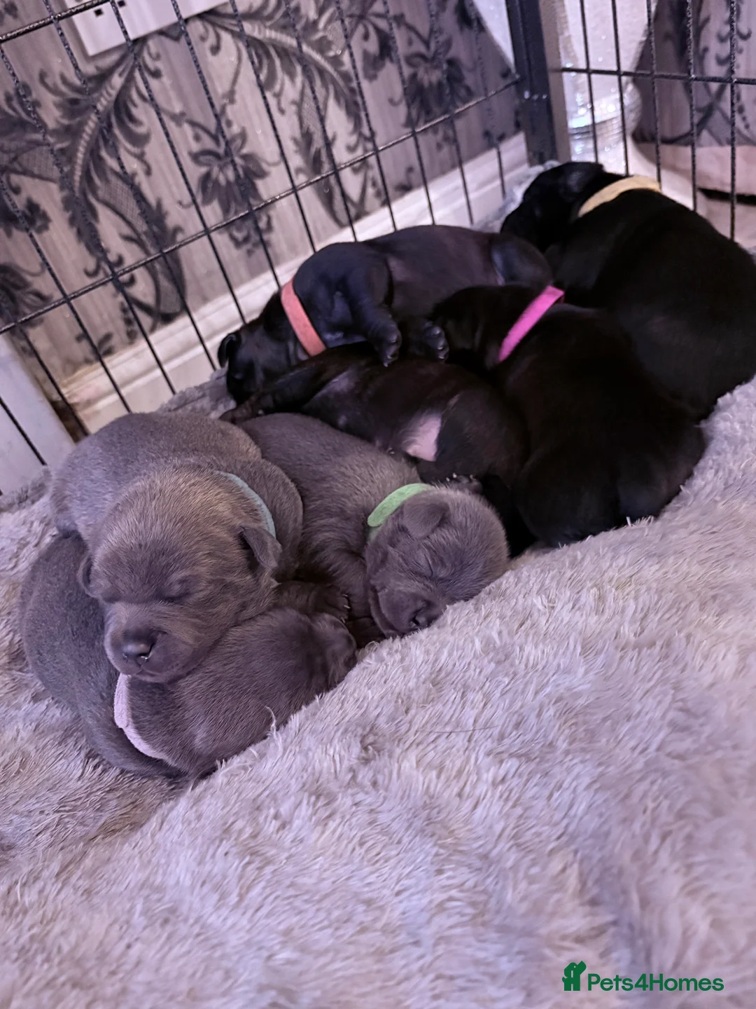 Staffordshire Bull Terrier dogs for sale: Staffordshire bull terrier pups  - Advert 10