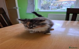 Mixed Breed cats for sale: 9 week old kittens available  - Image 21