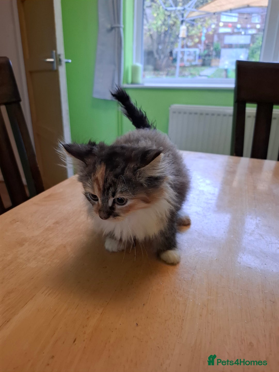 Mixed Breed cats for sale: 9 week old kittens available  - Image 21