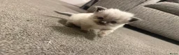 Ragdoll cats for sale: 🐾Last 2 Male Ragdolls 🐾 - Advert 15