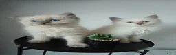 Ragdoll cats for sale: Champion bred Ragdoll kittens  - Advert 3