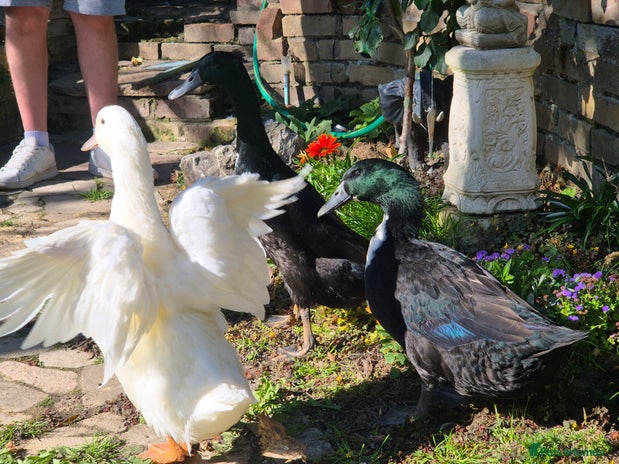 Ducks poultry - Advert 1