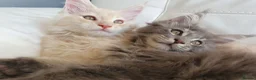 Maine Coon cats for sale: TICA Reg 2 Pure Bread Maine coon kittens - Advert 23