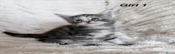 Maine Coon cats for sale: Maine coon kittens ready to reserve  - Advert 22
