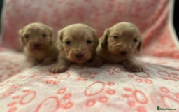 Miniature Dachshund dogs for sale: Cream Luxury Long-Haired Dachshunds - Image 1