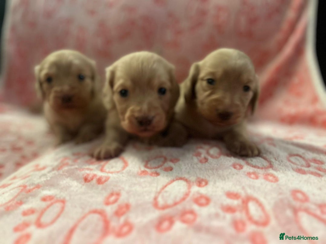 Miniature Dachshund dogs for sale: Cream Luxury Long-Haired Dachshunds - Image 1
