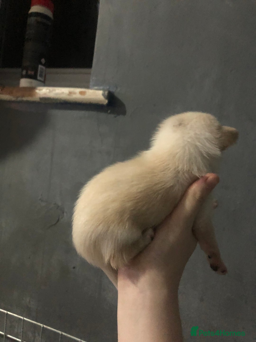 Pomchi dogs for sale: 🐾MALE POMCHI PUPPIES🐾 - Advert 18