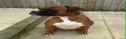Boxer dogs for stud: KC registered Boxer (for stud only) - Advert 4