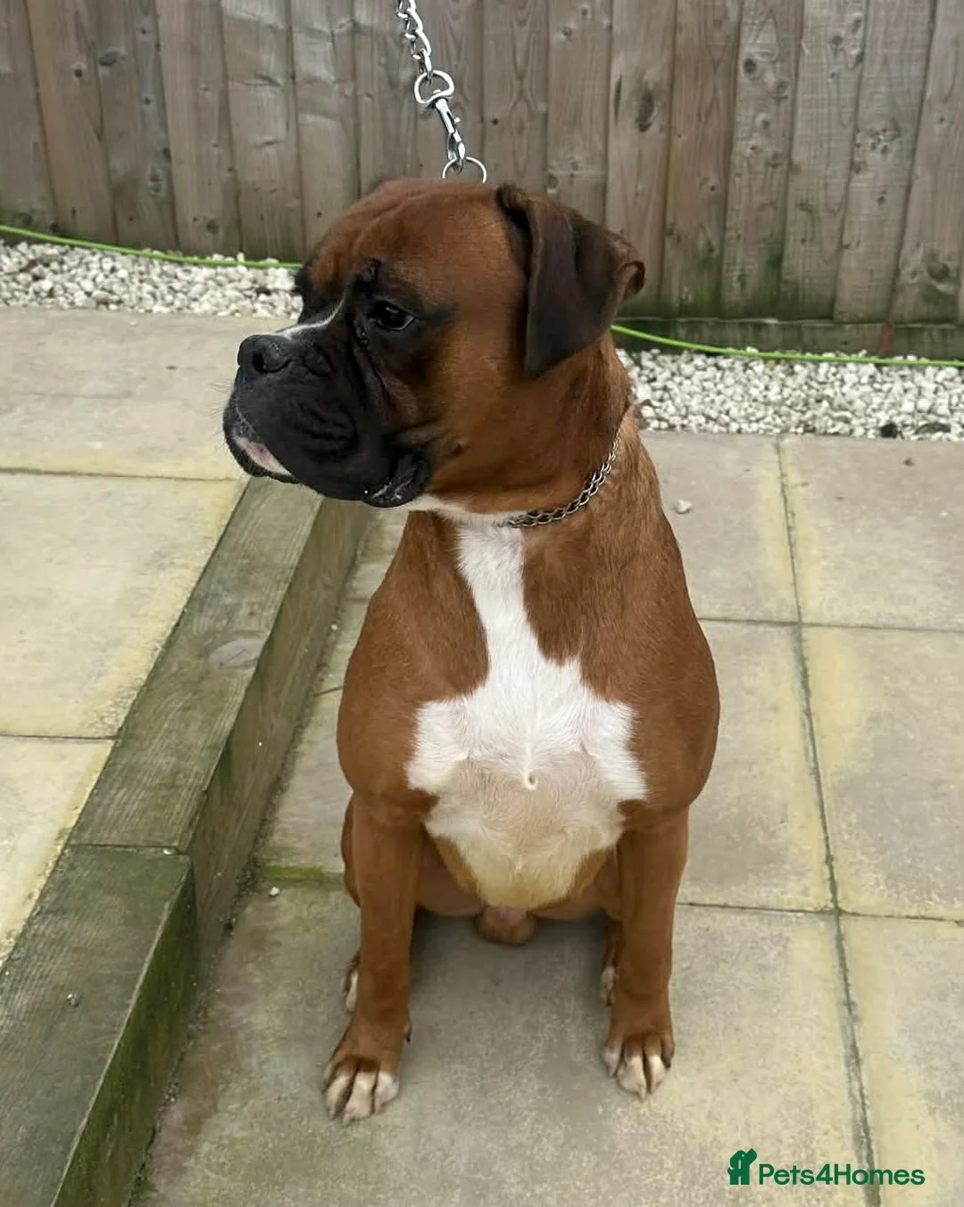 Boxer dogs for stud: KC registered Boxer (for stud only) - Advert 4