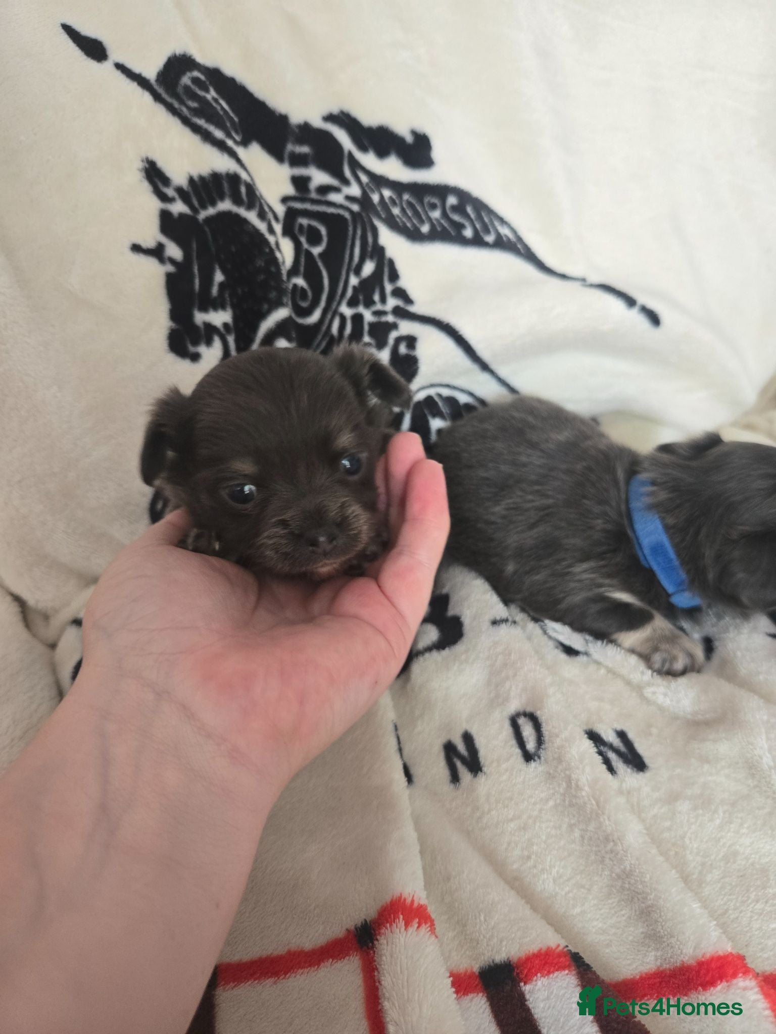 Chihuahua dogs Absolutely beautiful chihuahua puppies - Advert 19