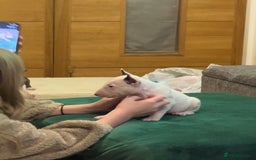 English Bull Terrier dogs for sale: Ready to leave now 7 English Bullterrier puppys - Image 18