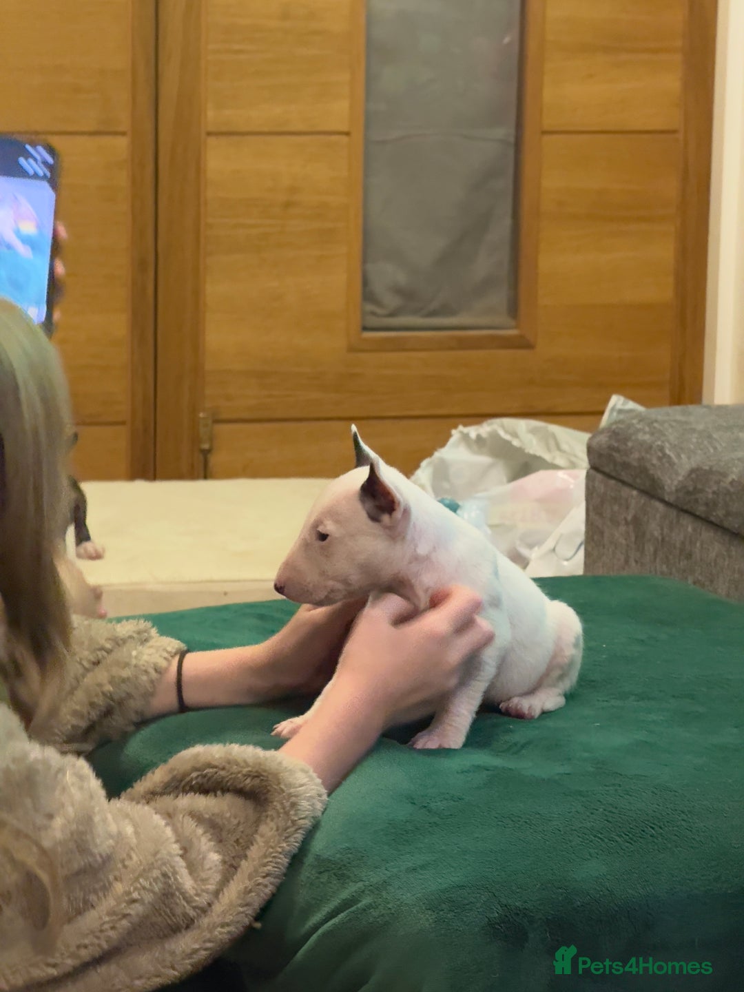 English Bull Terrier dogs for sale: Ready to leave now 7 English Bullterrier puppys - Image 18