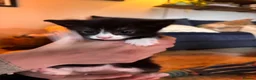 Mixed Breed cats for sale: Adorable kittens in Chesham - Advert 14