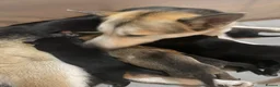 Shepsky dogs for sale: 9 budding Shepsky pups in Saint Helens - Advert 29