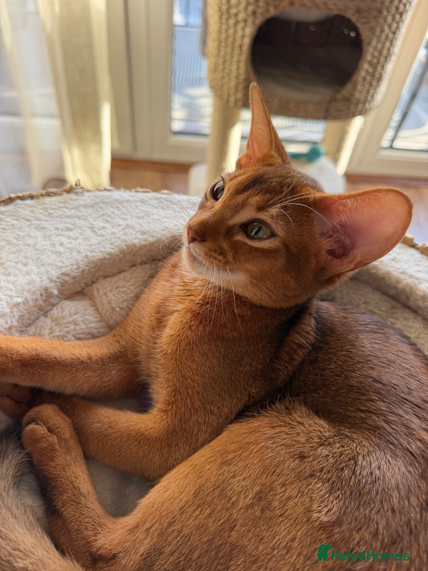 Abyssinian cats Pure Abyssinian 🌸 - Advert 1