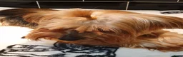 Yorkshire Terrier dogs for sale: Pedigree Yorkshire terrier fully vaccinated  - Advert 4