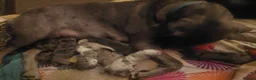 Cane Corso dogs for sale: 4 Female Cane Corso Puppies in Derby - Advert 1