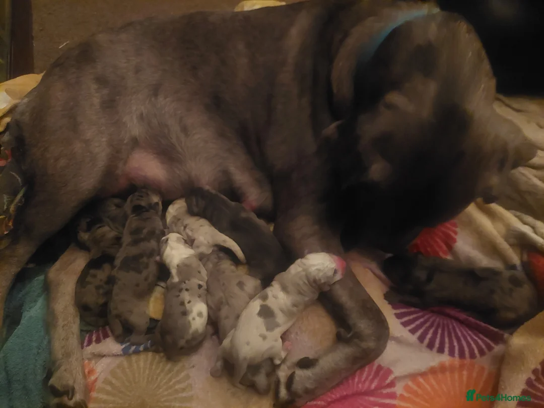 Cane Corso dogs for sale: 4 Female Cane Corso Puppies in Derby - Advert 1
