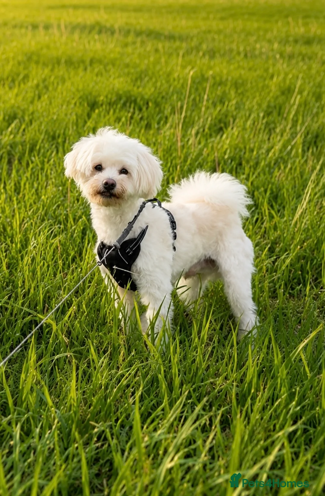 Maltese dogs for sale: Maltese Puppy - Advert 2