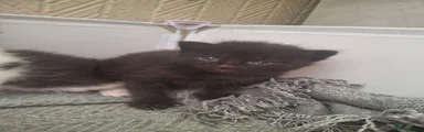 Black female