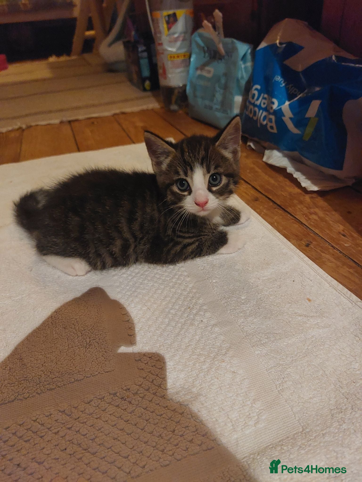 Mixed Breed cats MALE KITTEN FOR SALE MIXED BREED - Advert 12