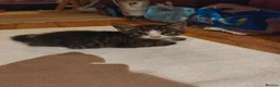 Mixed Breed cats for sale: MALE KITTEN FOR SALE MIXED BREED - Advert 1