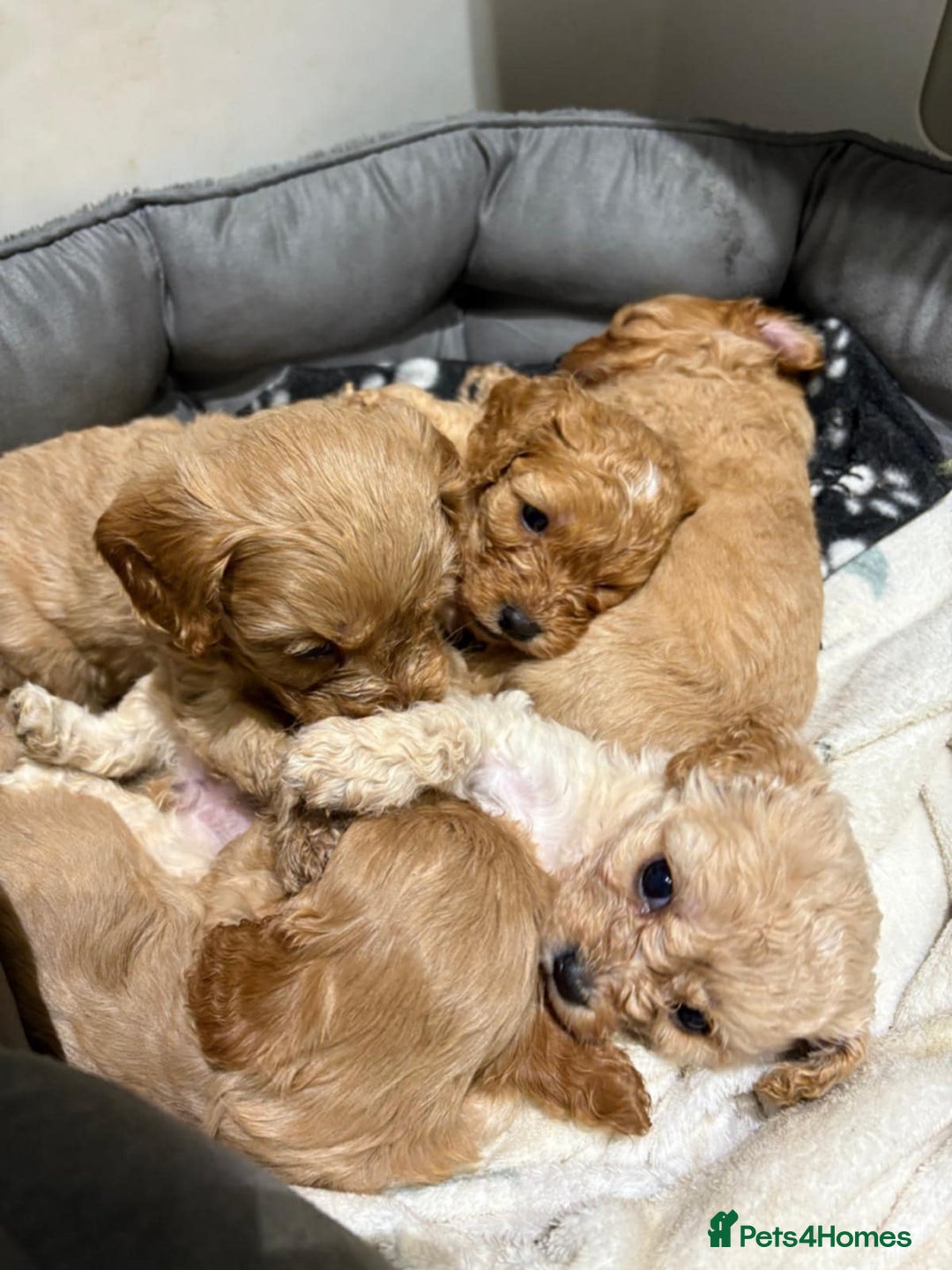 Cavapoo dogs for sale: Beautiful Cavapoo F1BB - Advert 12