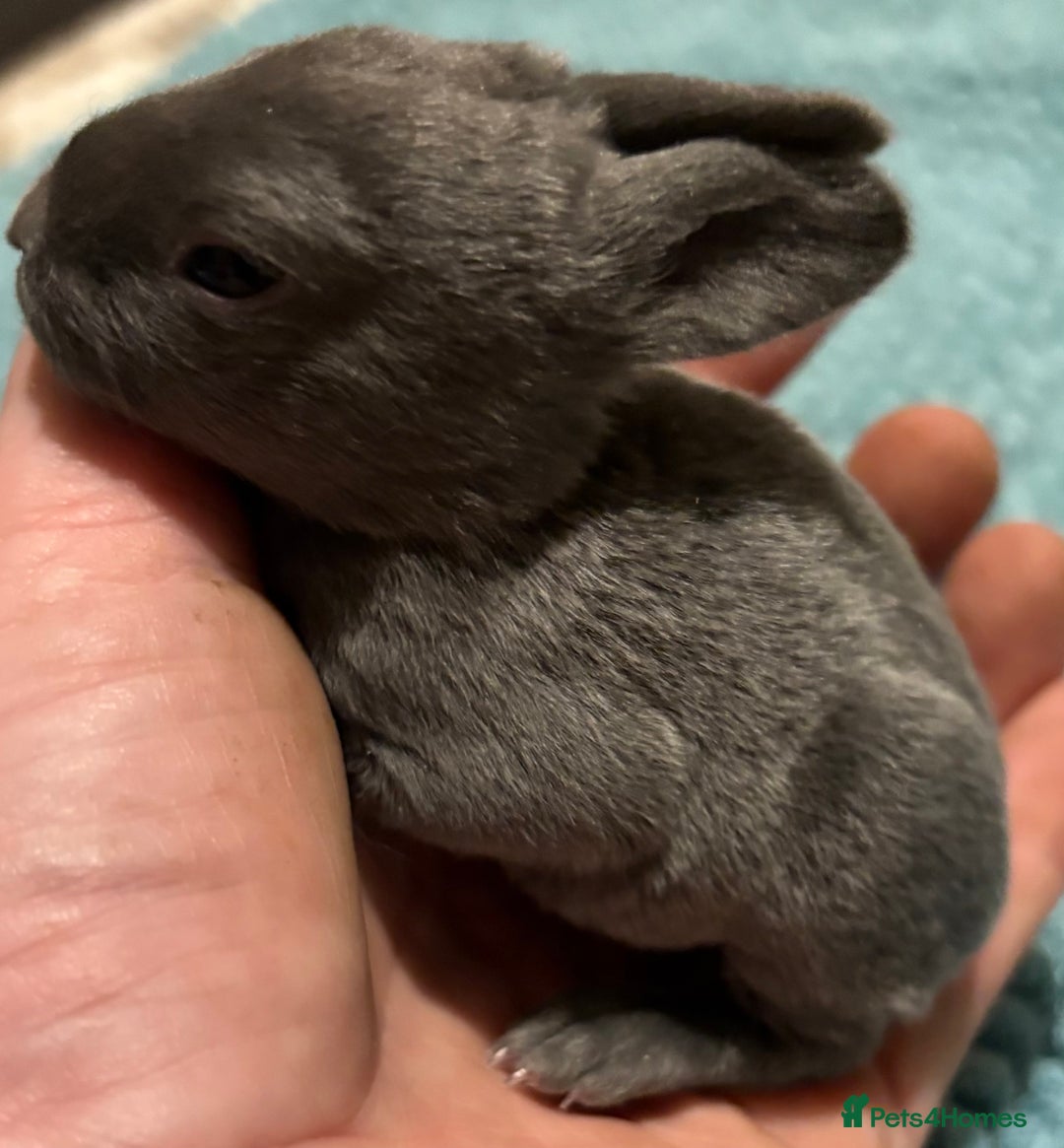 Rex rabbits for sale: Two beautiful rabbit litters - Image 9