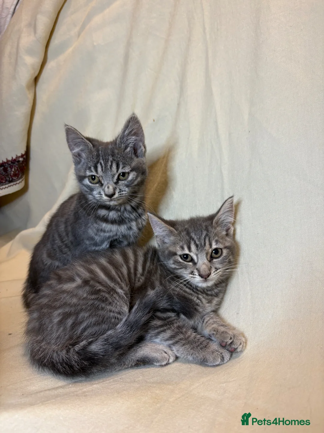 Mixed Breed cats for sale: 2 adorable kittens - ready to leave - Advert 1