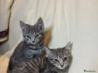 Mixed Breed cats 2 adorable kittens - ready to leave - Advert 1