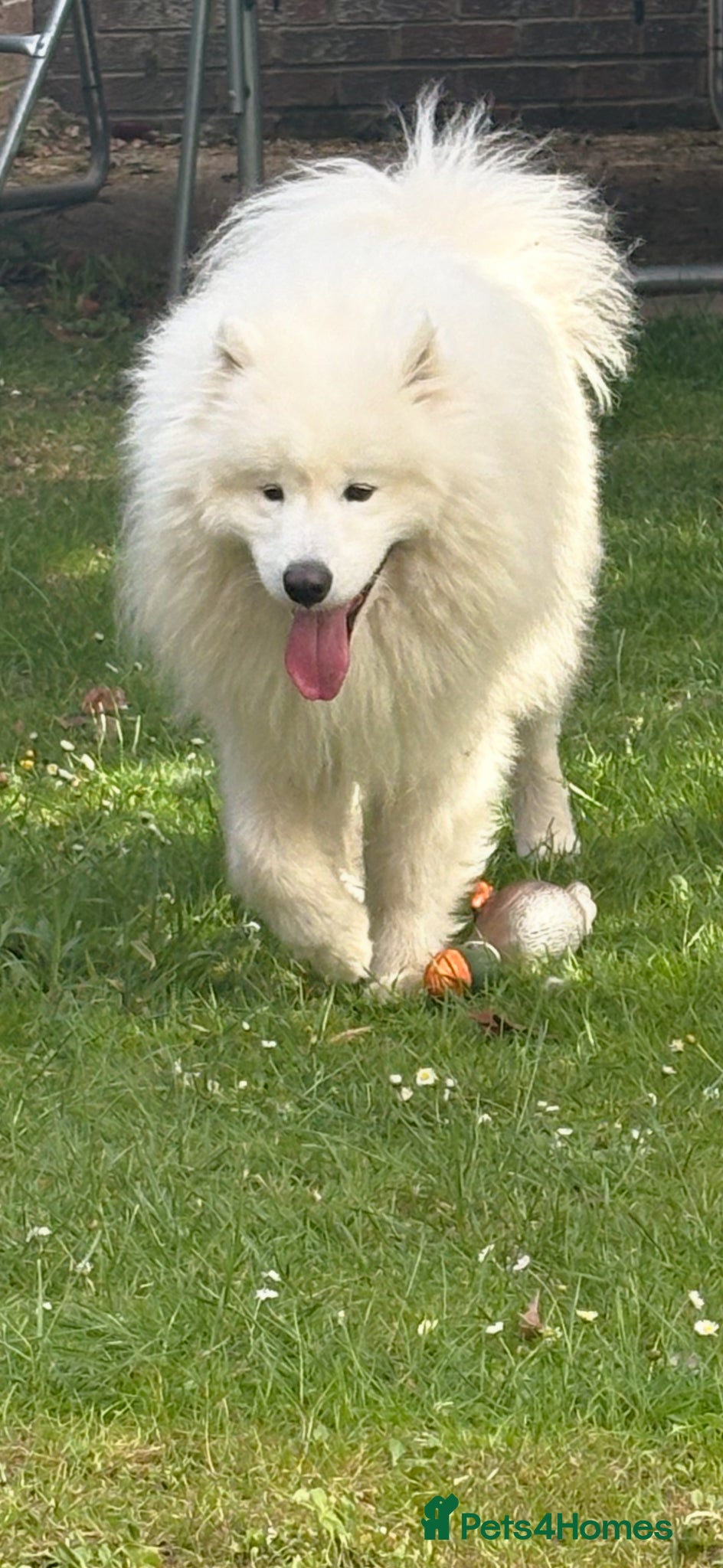 Samoyed dogs for sale: 1 year old Samoyed  - Advert 3