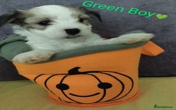 Morkie dogs for sale: Beautiful Morkie Puppies - Image 8