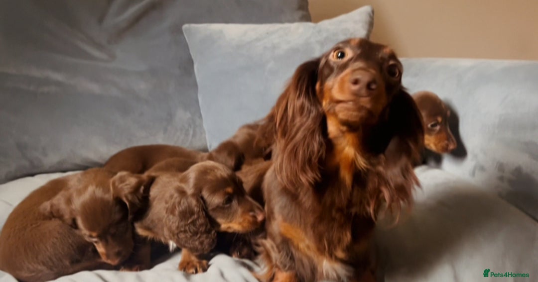 Miniature Dachshund dogs for sale: KC reg PRA clear long hair mini dachshund puppies  in Maidstone - Image 22