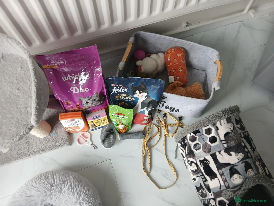 Mixed Breed cats for sale: Free two cats with stuff need gone asap in Liverpool - Advert 4