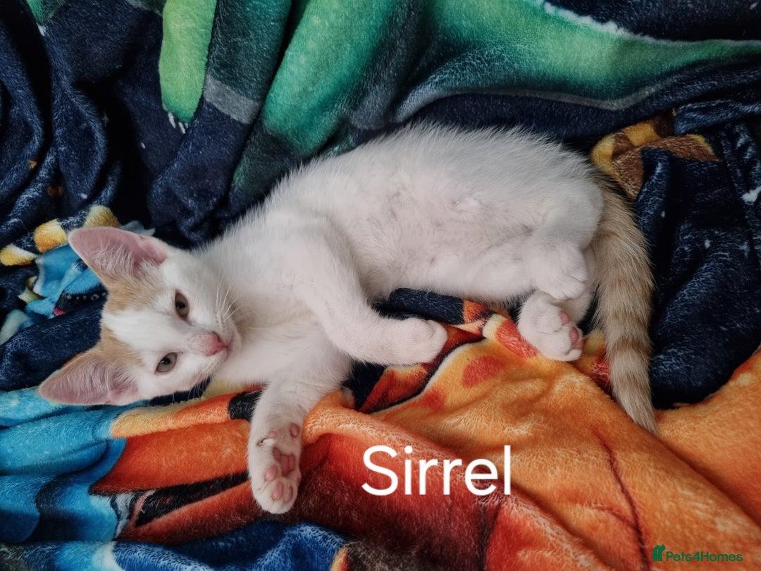 Domestic Shorthair cats for sale: 3 kittens 2 adults for sale  - Image 6