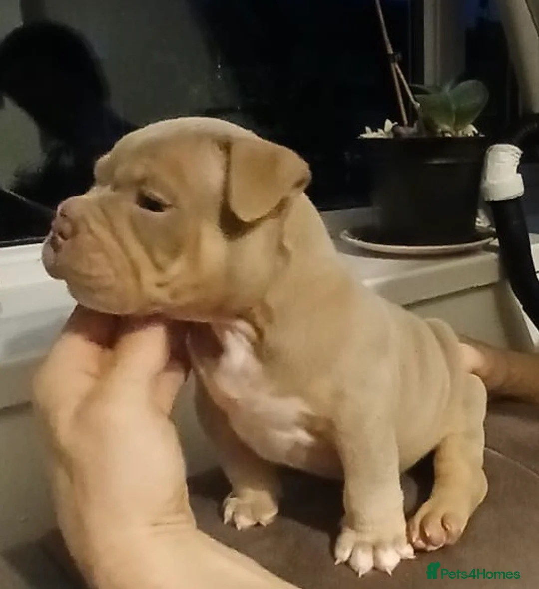American Bully dogs for sale: POCKET BULLYS CHAMPION BLOOD LINES ABKC REGISTERD - Advert 14