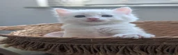 Mixed Breed cats for sale:  Fluffy White Kittens – Ready for Loving Homes - Advert 7