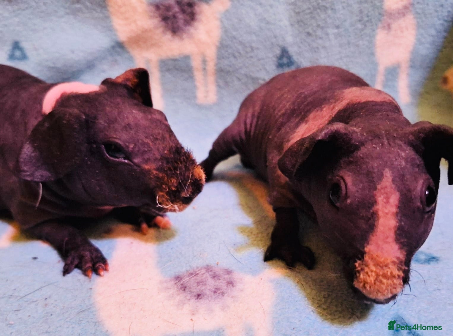 Guinea Pig rodents Pair of lovely skinny pig baby boys  - Advert 4