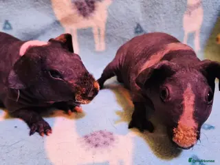 Guinea Pig rodents Pair of lovely skinny pig baby boys - Advert 14