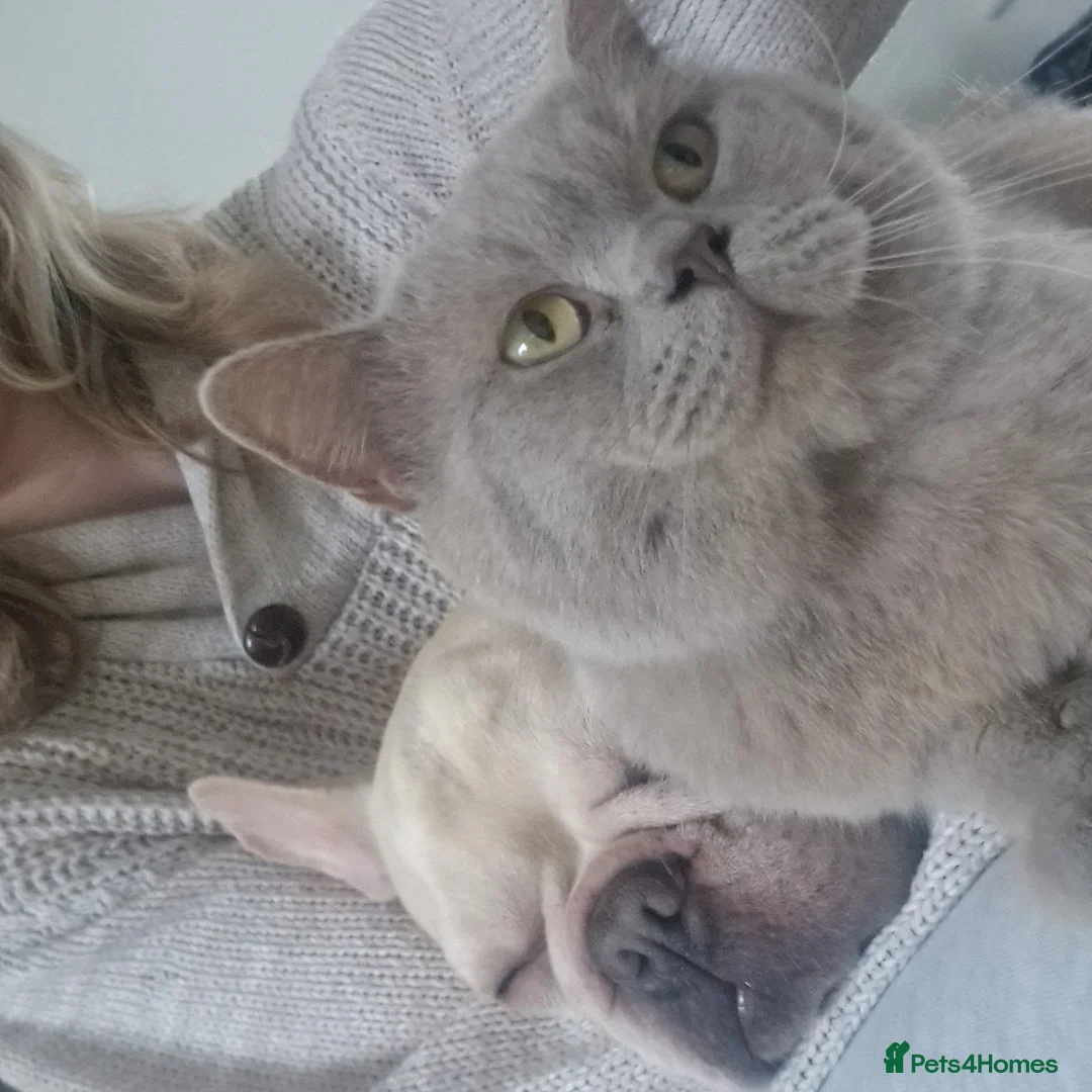 British Shorthair cats for sale: 3 british shorthair kittens - Advert 14