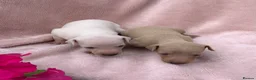 Italian Greyhound dogs for sale: KC Italian greyhound puppies East. Europ lineage - Advert 9
