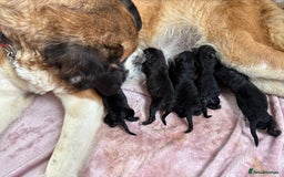 Mixed Breed dogs for sale: F1 St Berdoodle Pups  - Image 4