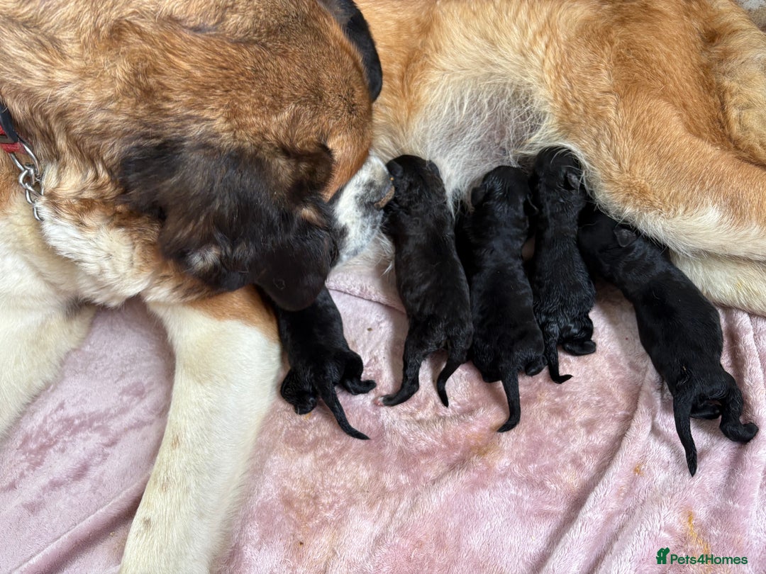 Mixed Breed dogs for sale: F1 St Berdoodle Pups  - Image 4