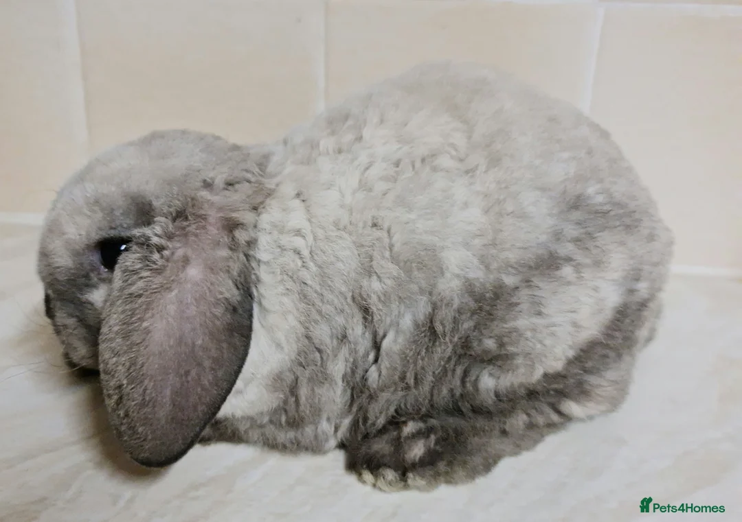 Mini Lop rabbits for sale: 3 mIni PLUSH lops ready 7/03. 2 BLUE EYED! - Advert 3