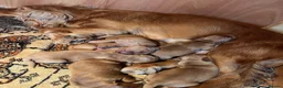 Cockapoo dogs for sale: 6 beautiful cockapoos  - Advert 15