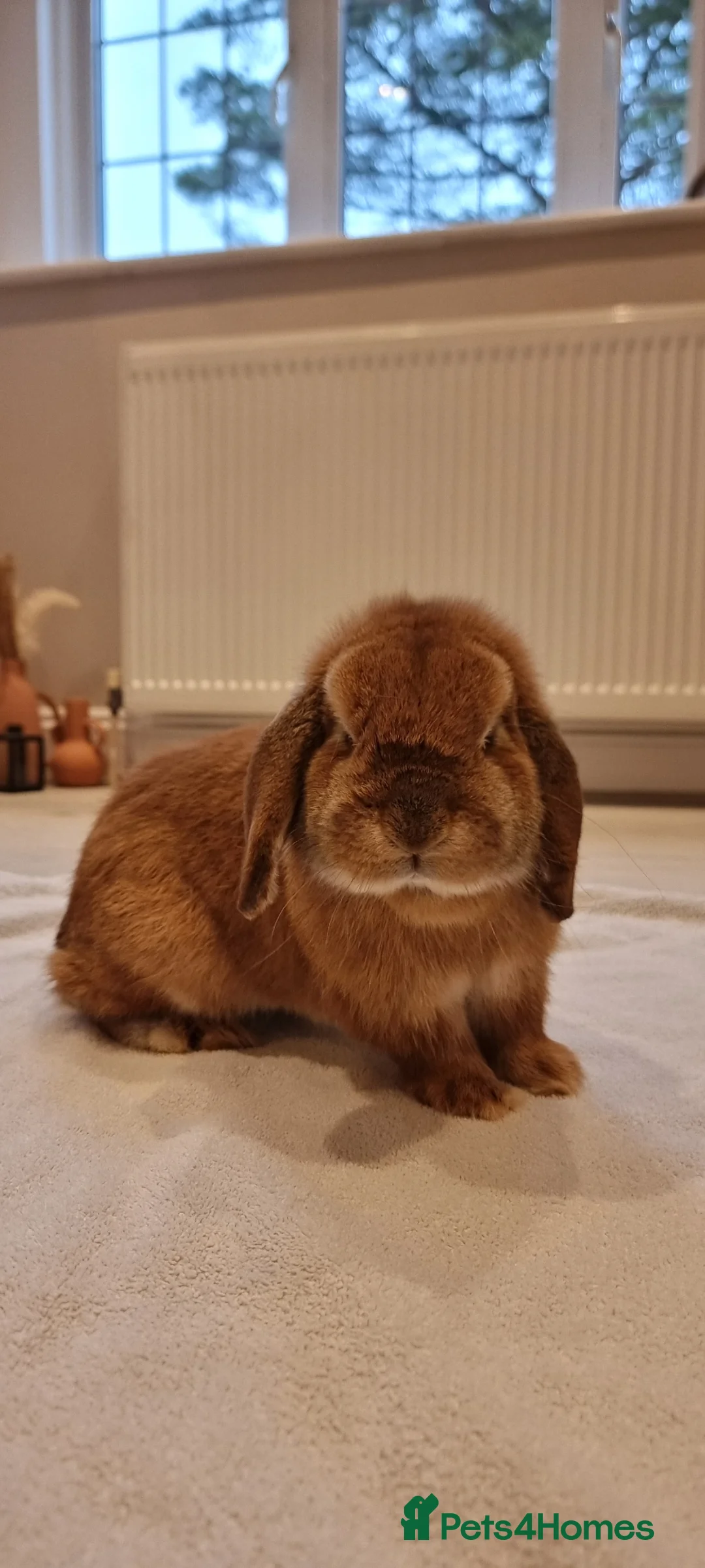 Mini Lop rabbits for sale: Adorable Purebred Mini Lops - Advert 21