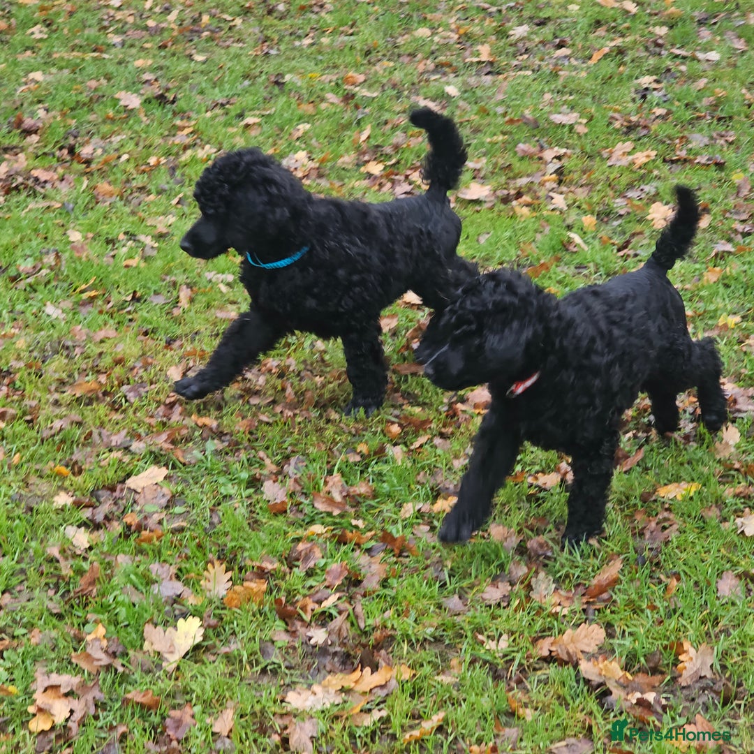 Standard Poodle dogs for sale: Standard poodle puppies🐩 - Advert 6
