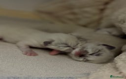 Ragdoll cats for sale: Beautiful Ragdoll kittens - Image 6