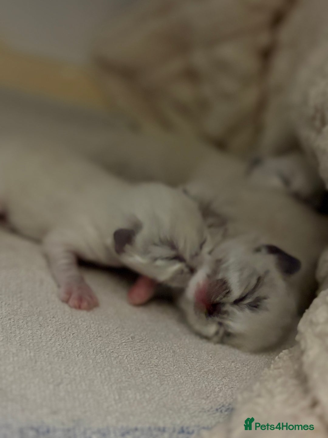 Ragdoll cats for sale: Beautiful Ragdoll kittens - Image 6