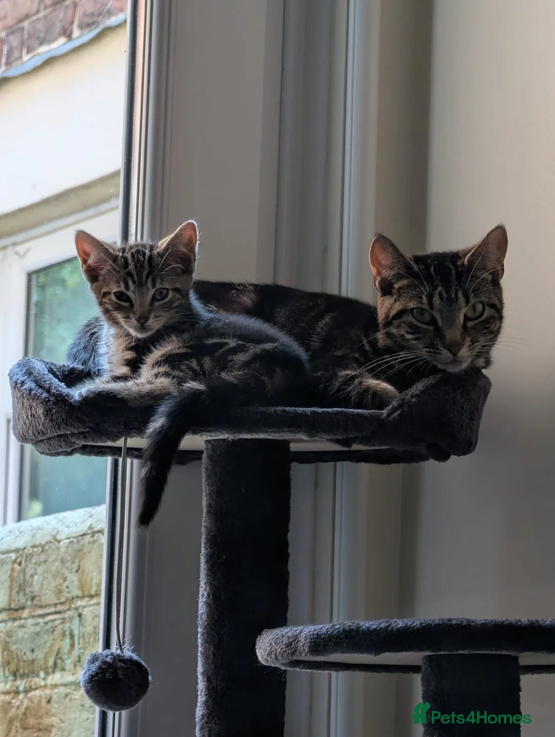 Bengal cats for sale: Beautiful Bengal x tabby mixed kitten  - Advert 2